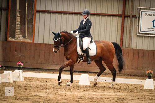 Te koop lieve recreatie Merrie, Dieren en Toebehoren, Paarden, Merrie, 160 tot 165 cm, 11 jaar of ouder