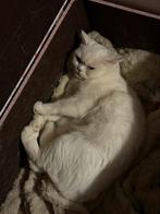 Britse Korthaar, Poes, Ontwormd, 3 tot 5 jaar
