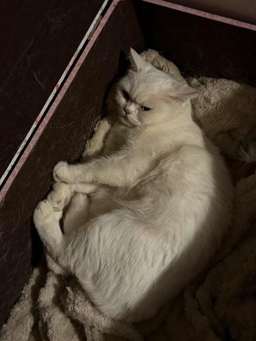 Britse Korthaar, Dieren en Toebehoren, Katten en Kittens | Raskatten | Korthaar, Poes, 3 tot 5 jaar, Ontwormd, Ingeënt