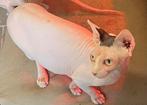 Sphynx poes herplaatser, Dieren en Toebehoren, Katten en Kittens | Raskatten | Korthaar, Poes, Gechipt