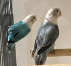 Mooie Jonge agapornis Fischeri, Dieren en Toebehoren, Meerdere dieren, Dwergpapegaai of Agapornis, Tam