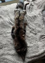 Zilvervos huid, Ophalen of Verzenden, Zo goed als nieuw, Wild dier, Opgezet dier