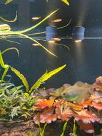 Chinese danio 2 stuks, Dieren en Toebehoren, Vissen | Aquariumvissen, Vis