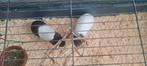 Cavia's inclusief kooi en drinkflesje, Dieren en Toebehoren, Vogels | Overige Vogels, Tropenvogel