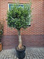 Olijfbomen dikke en dunne stam - scherpe prijzen, Volle zon, Ophalen of Verzenden, Lente, 100 tot 250 cm