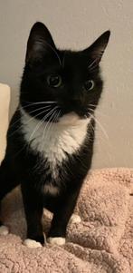 Gouden mandje gezocht, Dieren en Toebehoren, Katten en Kittens | Overige Katten, Poes, Kortharig, 3 tot 5 jaar