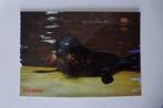 ansicht zeehond, Ophalen, 1960 tot 1980, Ongelopen, Overige thema's