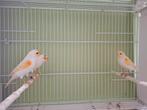 Oranje mozaiek kanaries, Dieren en Toebehoren, Meerdere dieren, Kleurkanarie