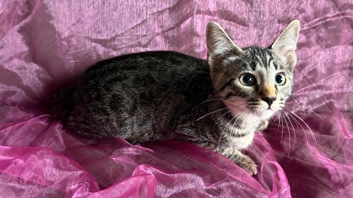 IN PRIJS VERLAAGD   3 kittens voll. geënt en gechipt, Dieren en Toebehoren, Katten en Kittens | Raskatten | Korthaar, Meerdere dieren