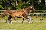 KWPN Gelders Hengstveulen, Dieren en Toebehoren, Hengst, Ontwormd, 0 tot 2 jaar