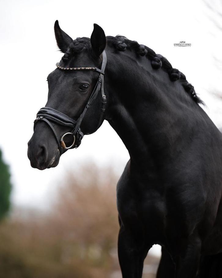 Super gave zwarte PRE ruin, Dieren en Toebehoren, Paarden, Ruin, Zadelmak, 160 tot 165 cm, 3 tot 6 jaar, Dressuurpaard, Met stamboom