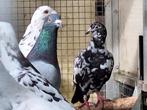 Kleurpostduiven. Alles geringd 2025 plus eigendom bewijs, Dieren en Toebehoren, Vogels | Duiven, Meerdere dieren, Postduif