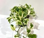 Stekjes epipremnum n’joy, Ophalen of Verzenden, Overige soorten, Minder dan 100 cm