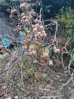 kiwibessen, Lente, 100 tot 250 cm, Volle zon, In pot