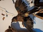 Taxidermie taxidermy Opgezette "flaamse gaai " voor aan muur, Ophalen of Verzenden, Gebruikt, Vogel, Opgezet dier
