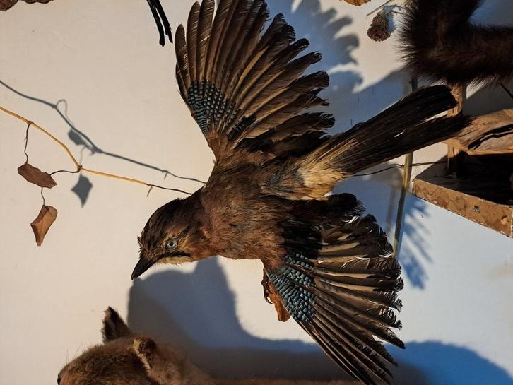 Taxidermie taxidermy Opgezette "flaamse gaai " voor aan muur, Verzamelen, Dierenverzamelingen, Gebruikt, Opgezet dier, Vogel, Ophalen of Verzenden