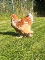Brahma haan, Dieren en Toebehoren, Pluimvee, Mannelijk, Kip