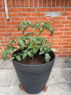 CherryTomaten PLANT incl bloementjes, Tuin en Terras, Planten | Tuinplanten, Ophalen, Volle zon, Groenteplanten, Eenjarig