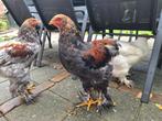 Super lieve, jonge Brahma haan, Dieren en Toebehoren, Pluimvee, Mannelijk, Kip