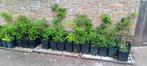 Laatste Wilde serring bomen, Tuin en Terras, Planten | Tuinplanten, Ophalen of Verzenden, Zomer, Overige soorten, Volle zon