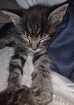 Laatste Bengaalse Kitten, Poes, Ontwormd, 0 tot 2 jaar