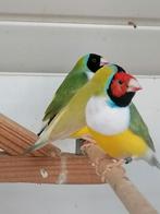 Gouldamandine bleekstuit +, Dieren en Toebehoren, Meerdere dieren