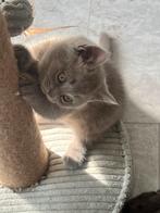 Ras zuivere Brite korthaar kittens te koop, Dieren en Toebehoren, Katten en Kittens | Raskatten | Korthaar, Ontwormd