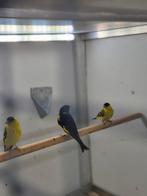 Vietnamese groenlingen, Dieren en Toebehoren, Vogels | Overige Vogels, Mannelijk