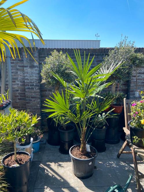 Prachtige winterharde palmboom in een ruime pot aangeboden!!, Tuin en Terras, Planten | Bomen, Palmboom, 100 tot 250 cm, Volle zon