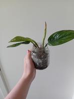 Monstera peru, Ophalen, Overige soorten, Minder dan 100 cm