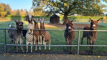 ‼️ GEZOCHT stukje grond/weide Hoeksche Waard en omstreken. beschikbaar voor biedingen