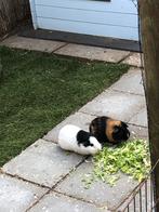 Cavia beren mannetjes, Mannelijk, Cavia, Voor 1 juli 2024