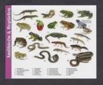 Amfibieën Reptielen Hagedis Kikker Pad Ringslang Adder., Verzamelen, Ansichtkaarten | Dieren, Ophalen of Verzenden, 1980 tot heden
