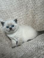 Britse korthaar meisje en jongen, Dieren en Toebehoren, Katten en Kittens | Raskatten | Korthaar, Meerdere dieren, 0 tot 2 jaar