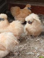 Broedeieren zijdehoen kriel citroen, Dieren en Toebehoren, Pluimvee, Geslacht onbekend, Kip