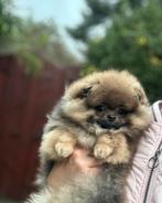 Pomeriaan/pimeranian pup reu kleur oranje sable, Keeshond, Reu, CDV (hondenziekte), 8 tot 15 weken