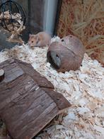 Hele leuke en lieve Syrische hamsters, Meerdere dieren, Hamster, Na 1 juli 2024