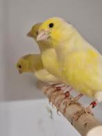 Te koop; Poppen Waterslagers 0-2 jaargang 2025 - 2024, Dieren en Toebehoren, Vogels | Kanaries, Vrouwelijk