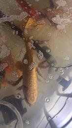 Koi karper, Dieren en Toebehoren, Karper of Koi
