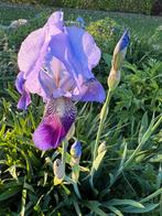 Baardiris blauw, Volle zon, Vaste plant, Zomer, Ophalen