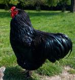 Brahma haan, Dieren en Toebehoren, Pluimvee, Mannelijk, Kip