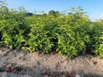 Portugese Laurier - Haagplant prunus lustanica €6,50, Ophalen of Verzenden, Laurier, Minder dan 100 cm