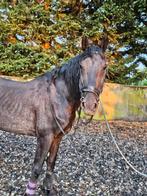 Te koop mooie, Friese x Appaloosa hengst, Dieren en Toebehoren, Paarden, Hengst, 7 tot 10 jaar