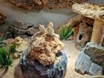 Nakweek en eieren Pogona Henrylawsoni Dwerg baardagaam, Dieren en Toebehoren, Reptielen en Amfibieën, Hagedis