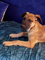 Belgische herder., Reu, CDV (hondenziekte), 8 tot 15 weken, Eén hond