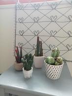 Kunst cactussen, Ophalen of Verzenden, Zo goed als nieuw, Binnen