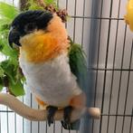Caique koppel, Dieren en Toebehoren, Vogels | Overige Vogels, Meerdere dieren, Tropenvogel, Tam