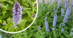 Agastache/Dropplant, Ophalen, Zomer, Overige soorten, Volle zon