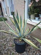 Agave, Tuin en Terras, Planten | Tuinplanten, Ophalen, Bloeit niet, Overige soorten, Volle zon