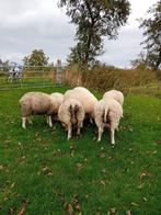 7 ooilammeren, Dieren en Toebehoren, Schapen, Geiten en Varkens, Mannelijk, Schaap
